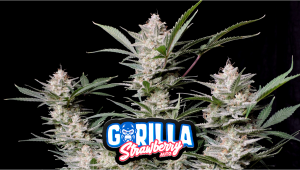 Strawberry Gorilla Auto Cannabis Strain Week-by-Week Guide