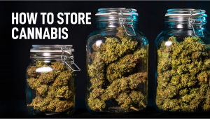 Cannabis Storage: How to Successfully Store Weed for a Long Time