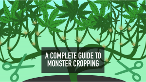 A Complete Guide To Monster Cropping