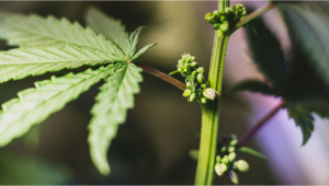 What is Hermaphrodite Cannabis?