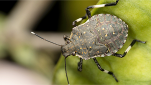 Most Common Pests in Cannabis: Stink Bugs