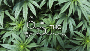 What is THC?