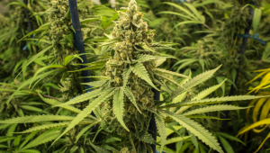 Top 5 High Yield Autoflower Seeds