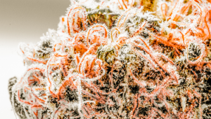 Six Shooter Strain History