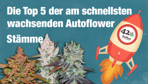 Die Top 5 der am schnellsten wachsenden Autoflower-Stämme