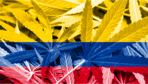 La Colombie peut devenir le leader mondial du cannabis