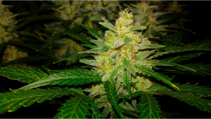 Strain History: Sour Diesel