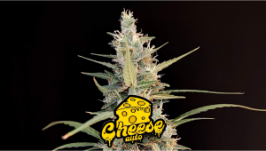 Cheese Auto Cannabis Strain Week-by-Week Guide