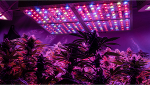 Types of Lights to Grow Autoflowering Cannabis