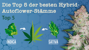 Die Top 5 der besten Hybrid-Autoflower-Stämme