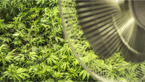 The Importance Of Air Circulation In Indoor Cannabis Grow