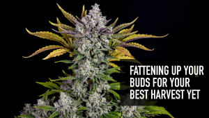 Fattening Up Your Buds For Your Best Harvest Yet