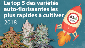 Le top 5 des variétés auto-florissantes les plus rapides à cultiver