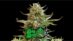 Big Bud Auto Cannabis Strain Week-by-Week Guide