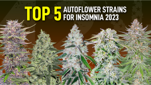 The Top 5 Best Autoflower Strains for Insomnia