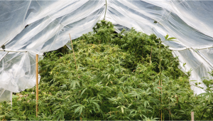 How To Protect Cannabis Plants Outdoors