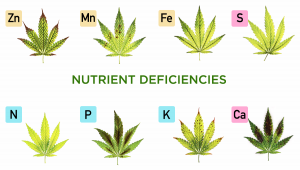 A Comprehensive Guide to Cannabis Plant Nutrient Deficiencies and Solutions