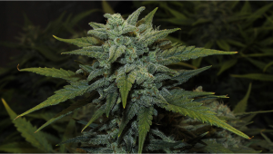 Chemdawg Auto Cannabis Strain Woche für Woche-Anleitung