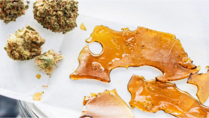 Can Cannabis Buds Be Used to Make Extracts