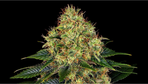 Skywalker OG Auto Cannabis Strain Week-by-Week Guide