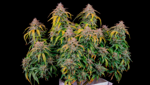 The History of the Zkittlez Autoflowering Strain