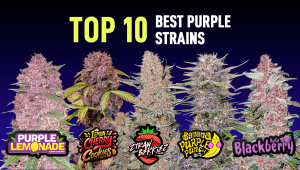 Top 10 Best Purple Strains