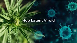 What Is The Hop Latent Viroid (HpLVd) and How To Treat It