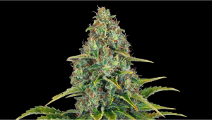 Blueberry Cheese Auto Cannabis Strain Week-by-Week Guide