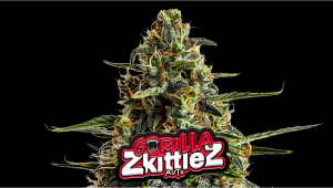 Gorilla Zkittlez Auto Cannabis Strain Week-by-Week Guide