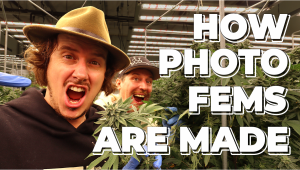 Breeding Facilities: Crafting Our Photoperiod Feminized Strains