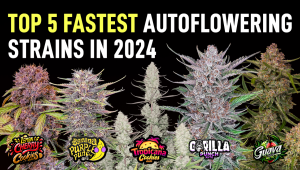 The Top 5 Fastest Growing Autoflower Strains 