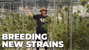 Behind the Scenes: Mother Plants and Breeding Fastflowers