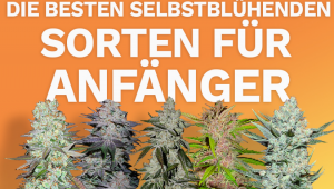 Die besten Autoflowering-Sorten für Anfänger