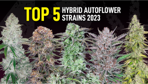 The Top 5 Best Hybrid Autoflower Strains