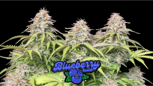 Blueberry Auto Cannabis Strain Week-by-Week Guide