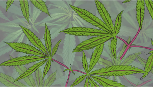 Comprehensive Guide to Red and Purple Cannabis Stems: Causes, Solutions, and When to Worry