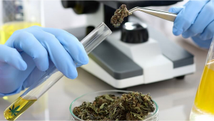 Composti di cannabis da testare come terapia per il cancro al cervello nel Regno Unito