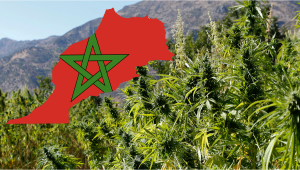 Le Maroc travaille à la légalisation de la culture du cannabis