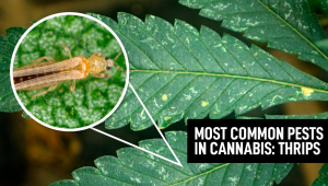 Most Common Pests In Cannabis: Thrips