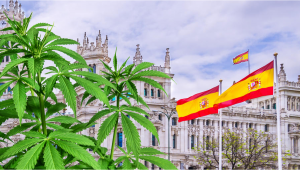 España Busca Legalizar el Cannabis 