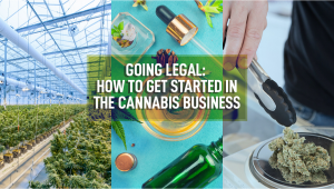 Going Legal: How To Get Started In The Cannabis Business