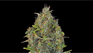 Critical Kush Auto Cannabis Strain Week-by-Week Guide