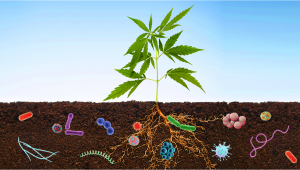 Benefits Of Microorganisms in Your Cannabis Garden