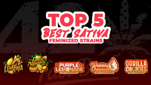 Top 5 Best Sativa Feminized Strains