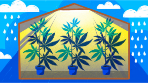 How to Grow Cannabis Indoors: a Beginners guide - 2022 (Part 1)