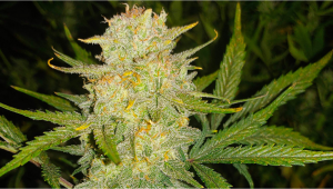 Strain History: OG Kush