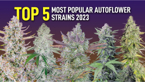  The Top 5 Most Popular Autoflower Strains