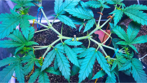 Main-lining Technique To Increase Your Cannabis Yields