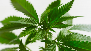 Tout savoir sur le Fimming des plantes de cannabis autofloraison