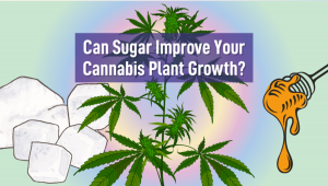 Can Sugar Improve Your Cannabis Plant Growth?